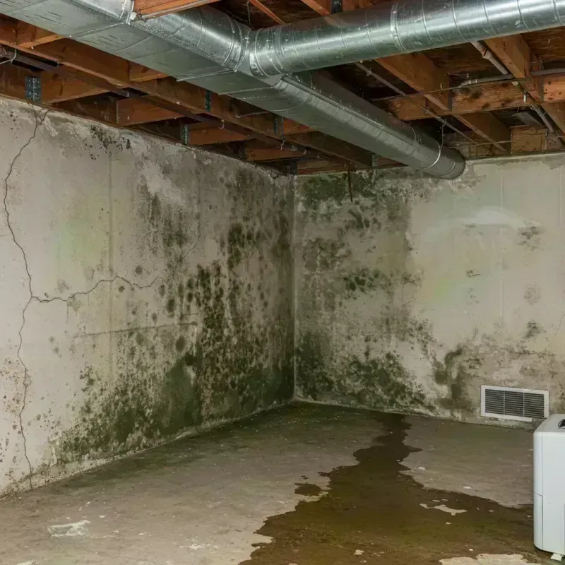 Professional Mold Removal in Bryan County, OK